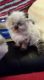 Himalayan Persian Cats for sale in Worcester, MA, USA. price: NA
