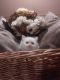 Himalayan Persian Cats for sale in Las Vegas, NV, USA. price: NA