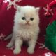 Himalayan Persian Cats for sale in Asheville, NC, USA. price: NA