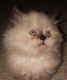 Himalayan Persian Cats for sale in Portland, OR, USA. price: NA