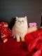 Himalayan Persian Cats for sale in San Diego, CA, USA. price: $700