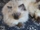 Himalayan Persian Cats for sale in Springfield, MO, USA. price: $475