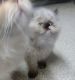 Himalayan Persian Cats for sale in Portland, OR, USA. price: NA