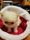 Himalayan Persian Cats for sale in Plano, TX, USA. price: NA