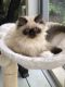 Himalayan Persian Cats for sale in Cicero, IN, USA. price: NA