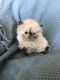 Himalayan Persian Cats for sale in Des Moines, IA, USA. price: $500