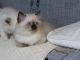 Himalayan Persian Cats for sale in Springfield, MO, USA. price: NA