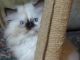 Himalayan Persian Cats for sale in Springfield, MO, USA. price: $325