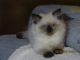 Himalayan Persian Cats for sale in Springfield, MO, USA. price: NA