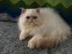 Himalayan Persian Cats for sale in Fleetwood, PA 19522, USA. price: $900
