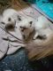 Himalayan Persian Cats for sale in Northfield, OH 44067, USA. price: $500