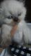 Himalayan Persian Cats for sale in Port Huron, MI 48060, USA. price: NA