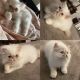 Himalayan Persian Cats for sale in Aldie, VA 20105, USA. price: $1,500