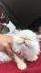 Himalayan Persian Cats for sale in Indianapolis, IN, USA. price: NA