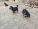 Himalayan Sheepdog Puppies