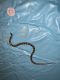 Hognose Snake Reptiles for sale in Gage, OK, USA. price: NA