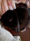 Holland Lop Rabbits for sale in Ashburn, GA 31714, USA. price: $180