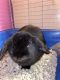 Holland Lop Rabbits for sale in Huntersville, NC 28078, USA. price: NA