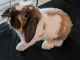 Holland Lop Rabbits for sale in 33, 8562 C Ave, Hesperia, CA 92345, USA. price: NA