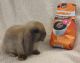Holland Lop Rabbits for sale in Anna, TX 75409, USA. price: NA