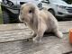 Holland Lop Rabbits for sale in Lake Limestone, TX 76642, USA. price: NA