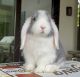 Holland Lop Rabbits for sale in San Diego, CA 92107, USA. price: $350