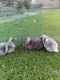 Holland Lop Rabbits for sale in Downey, CA, USA. price: NA