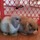 Holland Lop Rabbits for sale in Woodbridge Township, NJ, USA. price: NA