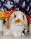 Holland Lop Rabbits for sale in Bronx, NY, USA. price: NA