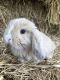 Holland Lop Rabbits for sale in 325 Dudley Ridge, Olive Hill, KY 41164, USA. price: $50