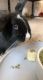 Holland Lop Rabbits for sale in Beachwood, OH 44122, USA. price: NA