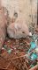 Holland Lop Rabbits for sale in Sparta, NC 28675, USA. price: NA