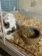 Holland Lop Rabbits for sale in Pipe Creek, TX 78063, USA. price: NA
