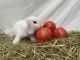 Holland Lop Rabbits for sale in Reidsville, NC 27320, USA. price: NA