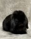 Holland Lop Rabbits for sale in Fort Lauderdale, FL, USA. price: NA