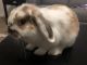 Holland Lop Rabbits for sale in 300 NJ-3, East Rutherford, NJ 07073, USA. price: $150