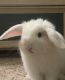 Holland Lop Rabbits for sale in Coon Rapids, MN, USA. price: NA