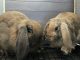 Holland Lop Rabbits for sale in Haworth, NJ 07641, USA. price: $200