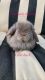 Holland Lop Rabbits for sale in Auburn, CA, USA. price: NA