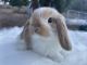 Holland Lop Rabbits for sale in Los Angeles, CA, USA. price: NA