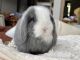 Holland Lop Rabbits for sale in San Diego, CA 92107, USA. price: $300