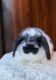 Holland Lop Rabbits for sale in Stillwater, OK, USA. price: NA