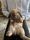 Holland Lop Rabbits for sale in Bonney Lake, WA 98391, USA. price: $150