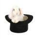 Holland Lop Rabbits for sale in Los Angeles, CA, USA. price: $250