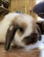 Holland Lop Rabbits for sale in Moncks Corner, SC 29461, USA. price: $65