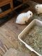 Holland Lop Rabbits for sale in Fayetteville, NC, USA. price: NA
