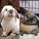 Holland Lop Rabbits for sale in Tubac, AZ, USA. price: NA