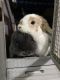 Holland Lop Rabbits for sale in Garden Grove, CA, USA. price: NA