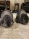Holland Lop Rabbits for sale in Fairfax, VA, USA. price: NA