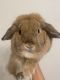 Holland Lop Rabbits for sale in Orlando, FL, USA. price: $200